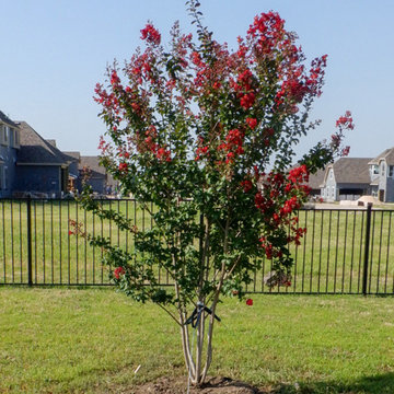 Flowering Trees & Shrubs