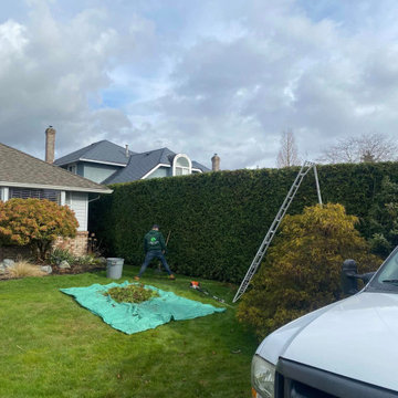 Surrey Hedge Trimming