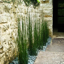 Side Yard