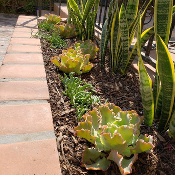 Cactus Garden and Native Garden!