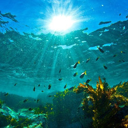 Australian Mado by Joel Coleman - Photographs