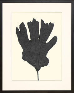 Black Ferns Framed Art Print