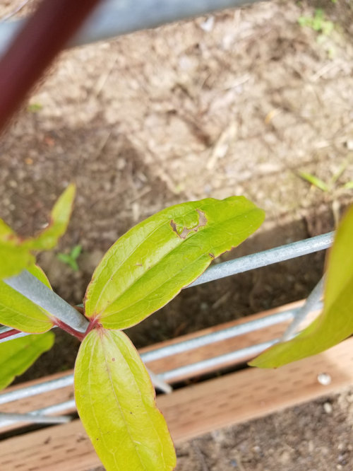 What's eating my Clematis Armandii?
