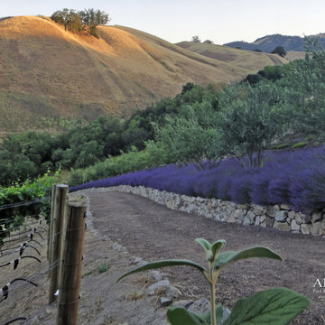 Danville, Saddleback Dr. 1,200 Vine Vineyard