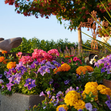 A Cherry Creek Rooftop Container Garden