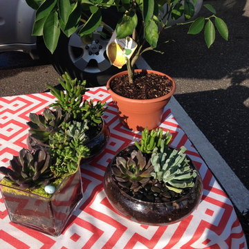 Fairy Gardens, Terrariums & Succulents