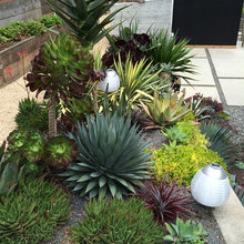 Patio Col Nueva