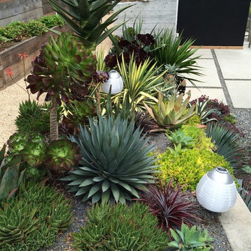 Kensington Succulent Paradise