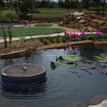 Goldfish - Koi Pond