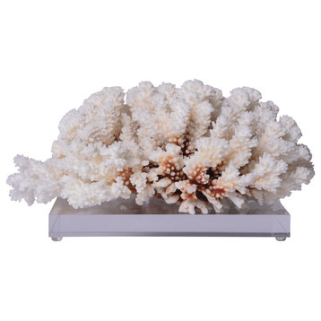Brownstem Coral 12-15" On Acrylic Base