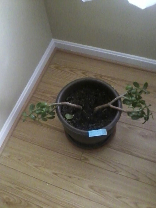 Stake this Jade (?) Plant??