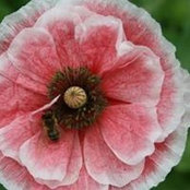 Michelle Mees's photo