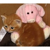 Shelley Meyer's photo