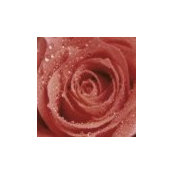 Rose Broces foto