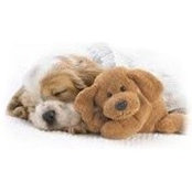 Karosha Reddy's photo