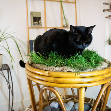 Indoor Cat Paradise
