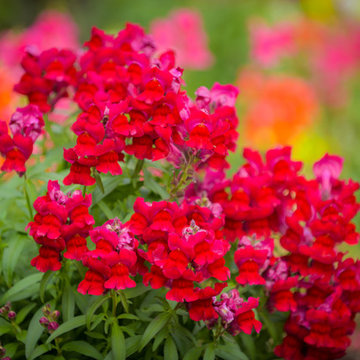Flower Close-up