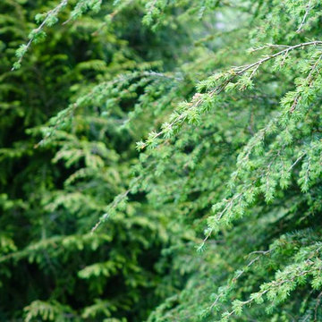 Native Hemlock Hedge