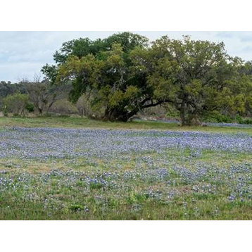 Field of bluebonnets in the Texas Hill Country  near Burnet Poster Print by