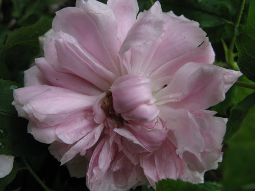 Button Eye Roses Blooms with button eyes