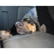 Kris Herout's photo