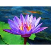 Lilith Grace's photo