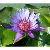 Sze Meng Ng's photo