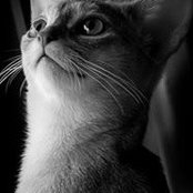 Kelly Hawkins-Gibson's photo
