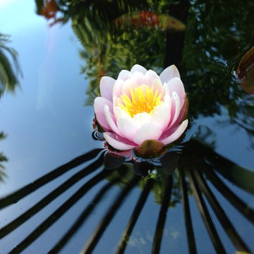 Natural Koi Pond with bridges that you walk across going to the front door.