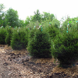 PLANT MATERIALS - Products