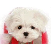Denise Esposito's photo