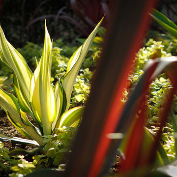 Beverly Hills Estate Drought Tolerant Landscape