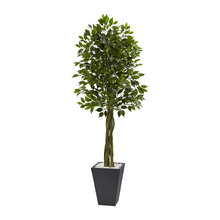 outdoor trees