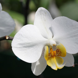 White Orchid 1 - Photographs