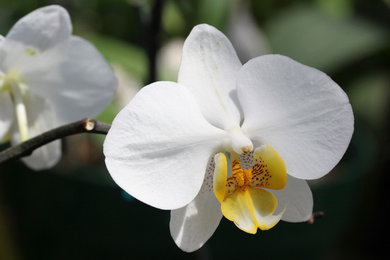 White Orchid 1