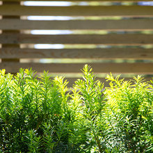 Fence