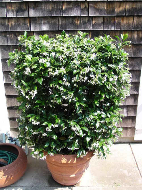 Sweet Jasmine and Southern Magnolia, oh my!