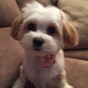 Lizabeth Schultz's photo