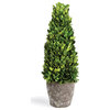 Boxwood Cone Topiary Drop-In, 16"