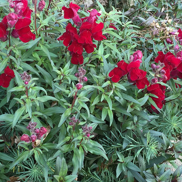 Perennial favorites | Artistry Landscaping Design