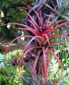 Air plants that can take direct sun? | Houzz Forum