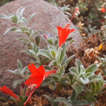 A Garden for Relaxation and Nature Observation