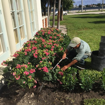 Palm Beach Estate in Progress Landscaping