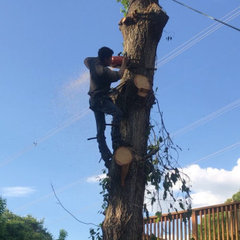 A&C Professional tree service
