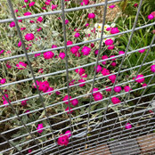 Lisa Smith's photo
