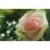 Sheha Molly's photo