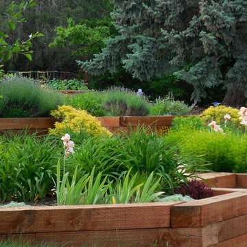 Urban Meadow