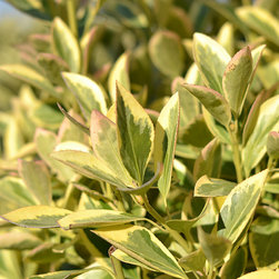 Current Featured Plants - Products