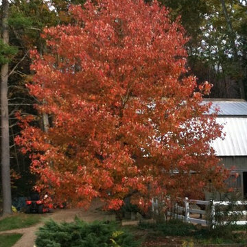 Acer rubrum