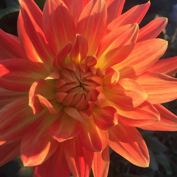 Cut Flowers and Perennial Gardens